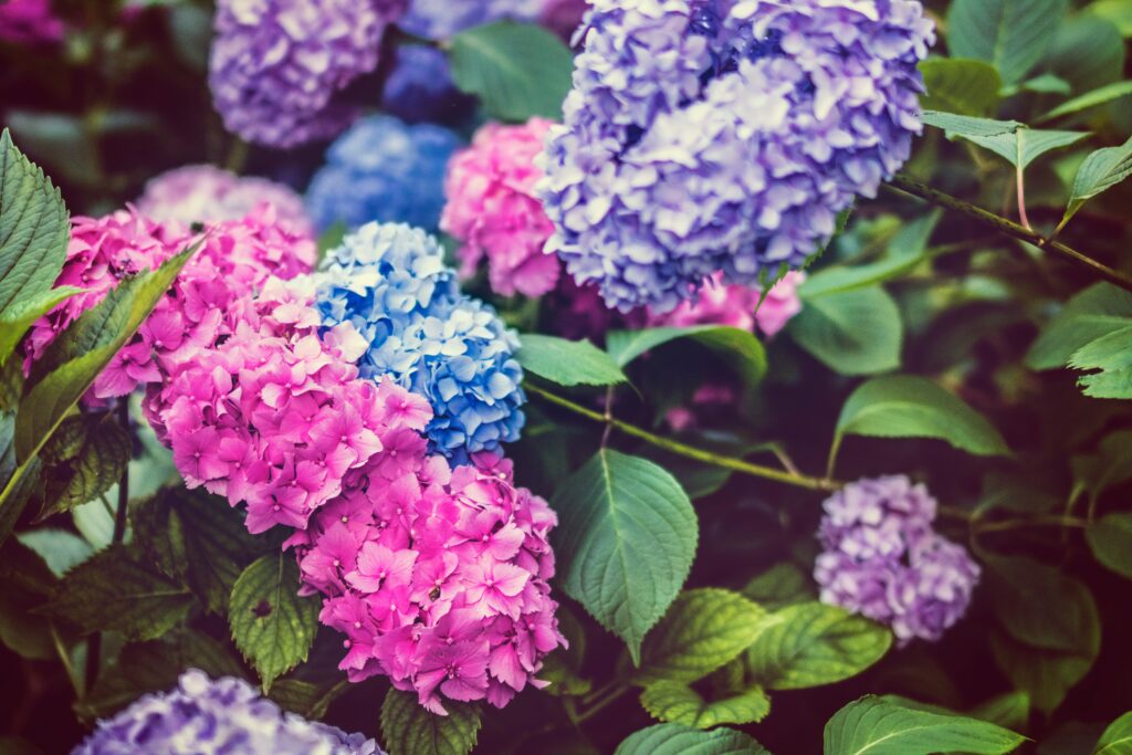 What is the best fertilizer for hydrangeas?