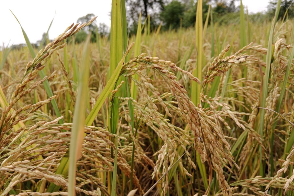 The 10 Best Rice Fertilizers to Increase Paddy Yield