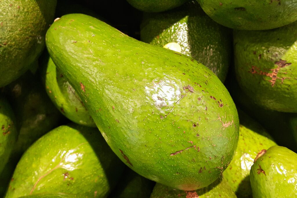What are the 8 best avocado fertilizers?
