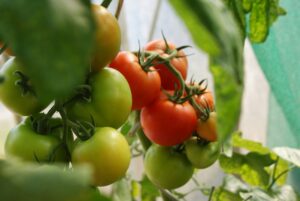 How to increase tomato flowering? 10 Tips.