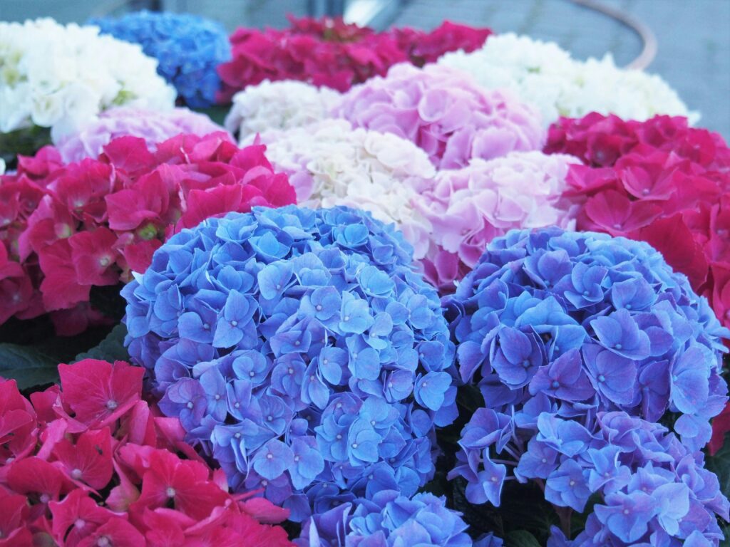 Do Coffee Grounds Help Hydrangeas Bloom?