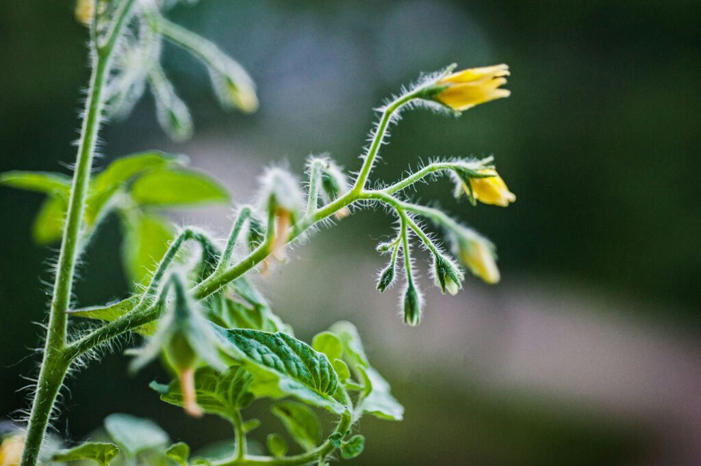 How to increase tomato flowering? 10 Tips.