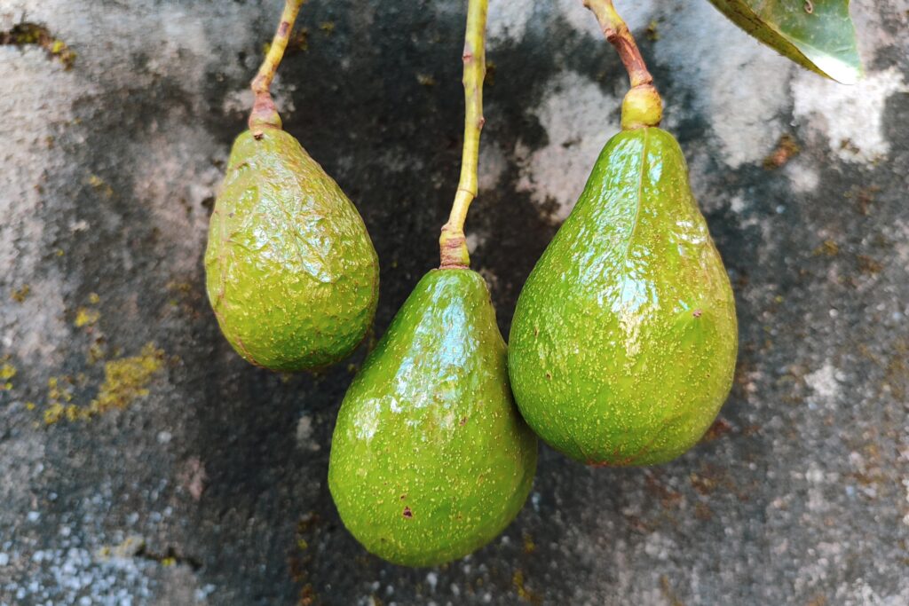 5 Major Causes of Avocado Fruit Drop.