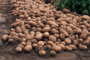 Potato Fertilizer Schedule To Boost Production.