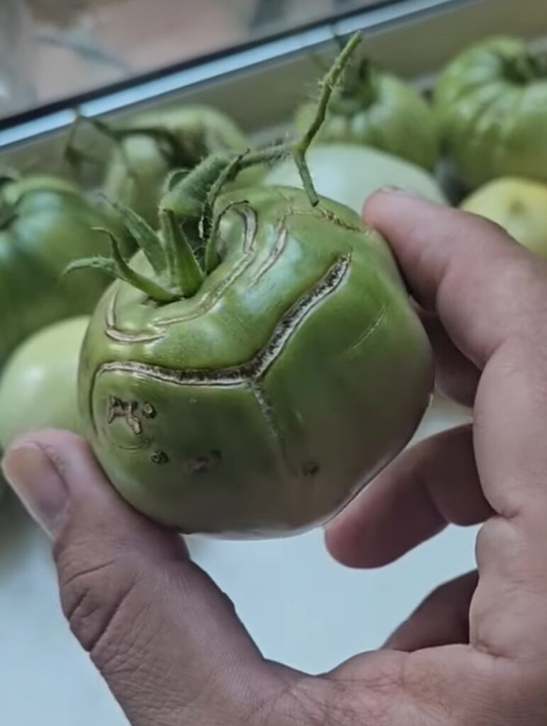 What causes tomato fruits to crack?