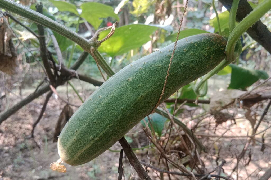 How do you increase the yield of a cucumber? 11 Tips