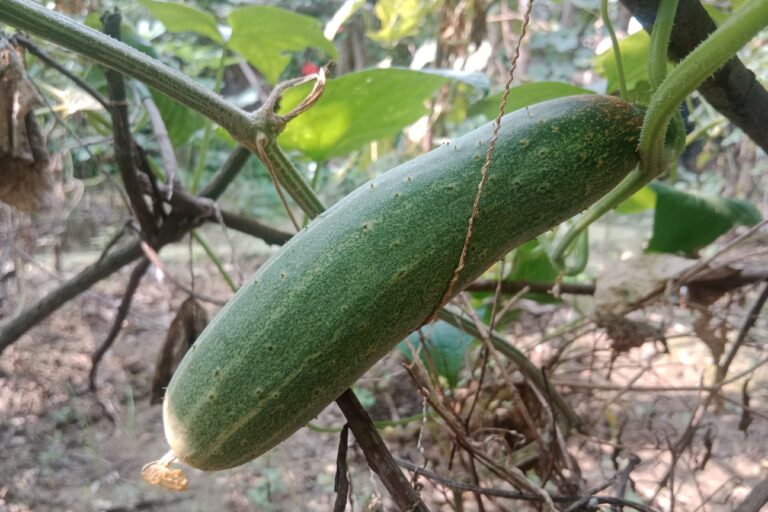 How do you increase the yield of a cucumber? 11 Tips