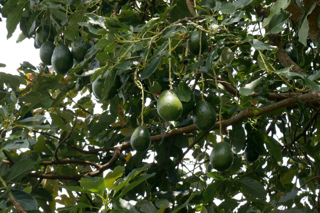 5 Major Causes of Avocado Fruit Drop.