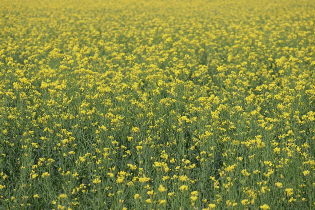 How to Increase Mustard Yield?