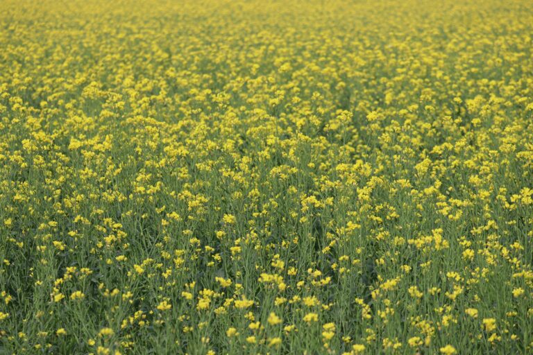 How to Increase Mustard Yield?