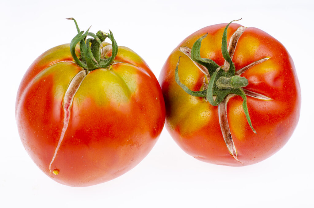 What causes tomato fruits to crack?