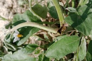 Brinjal Shoot and Fruit Borer Management Strategies.