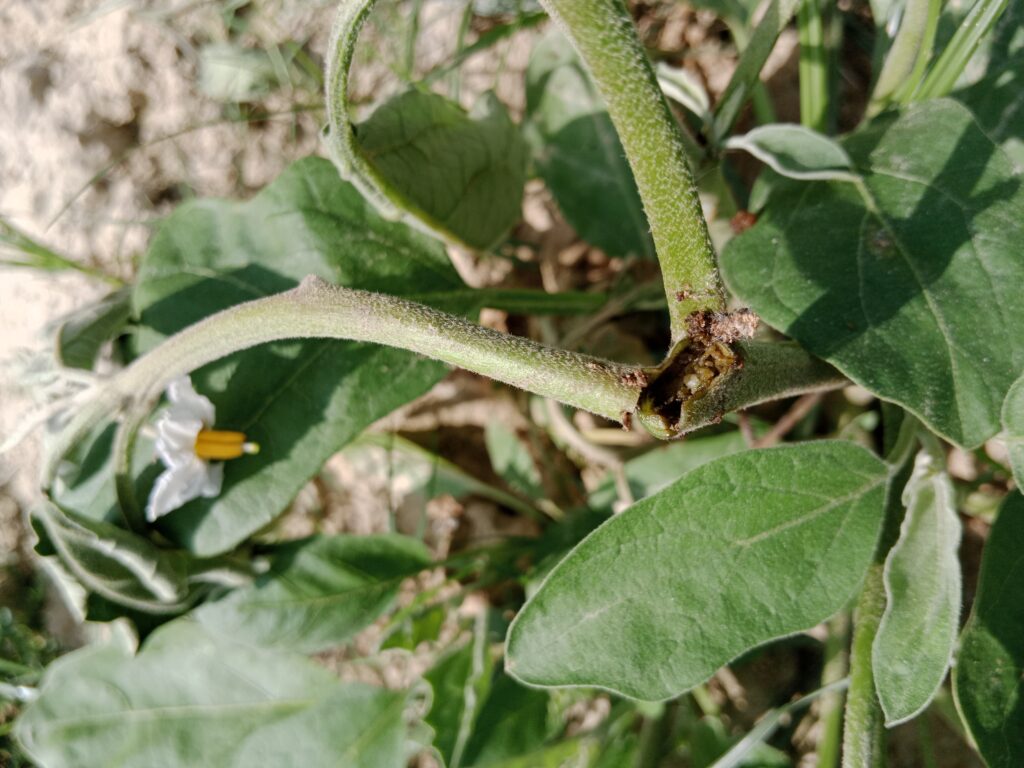 Brinjal Shoot and Fruit Borer Management Strategies