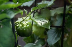 What are the 8 best fertilizers for Capsicum?