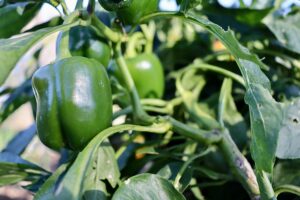 What are the 8 best fertilizers for Capsicum?