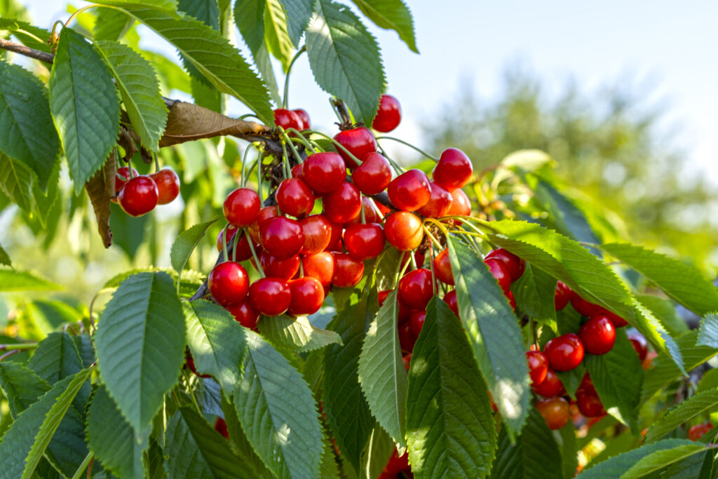 Cherry Farming: A Comprehensive Guide to Beginners.