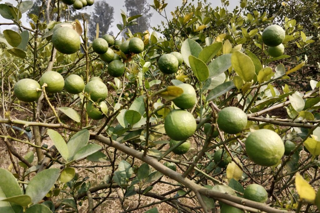 How to Grow Lemon Trees from Grafted Seedlings