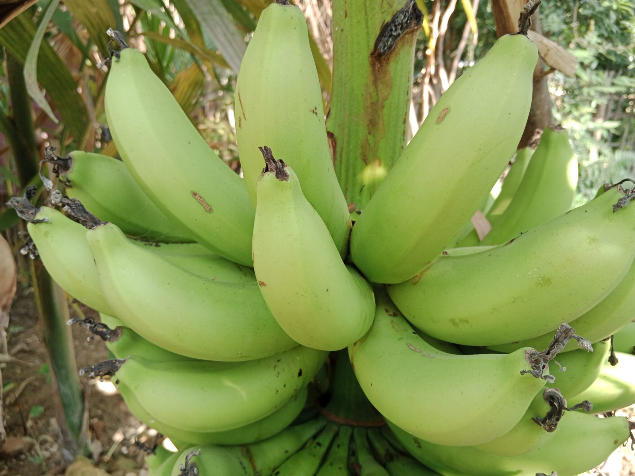 Banana Fertilizer Schedule: A Step-by-Step Guide
