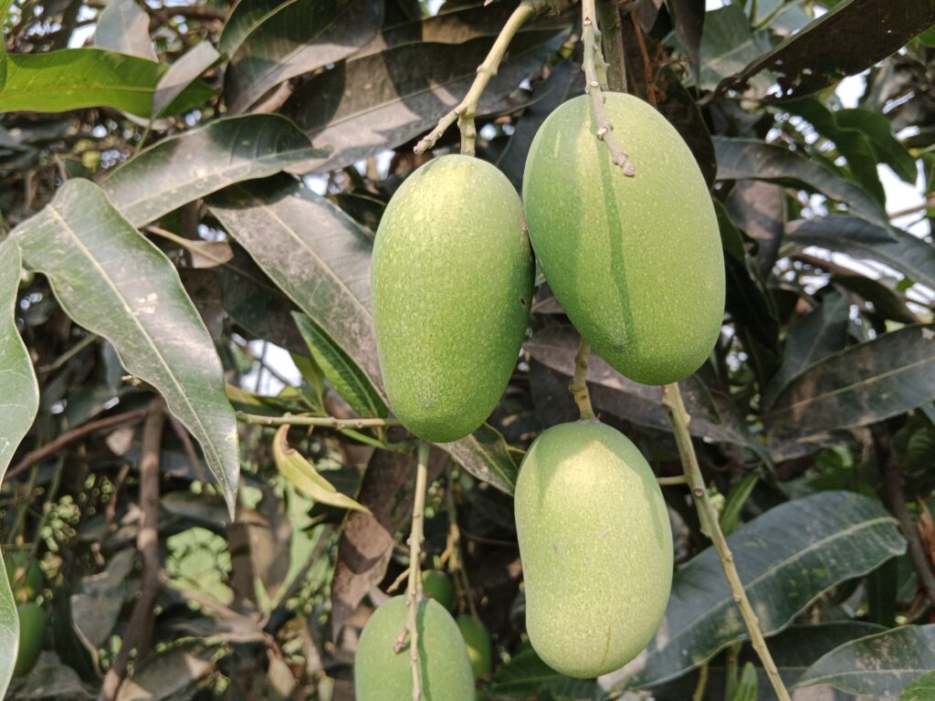 Mango Cultivation: Comprehensive Guide for Beginners.
