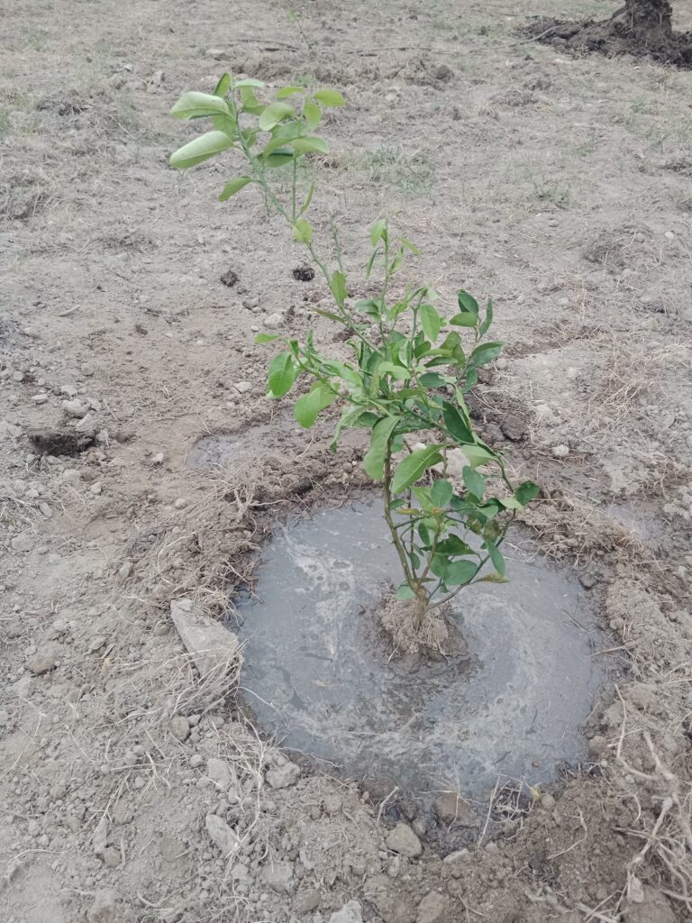 How to Grow Lemon Trees from Grafted Seedlings: A Step-by-Step Guide