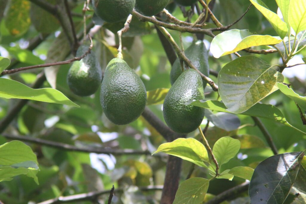 Avocado || Tropical – Subtropical Fruit