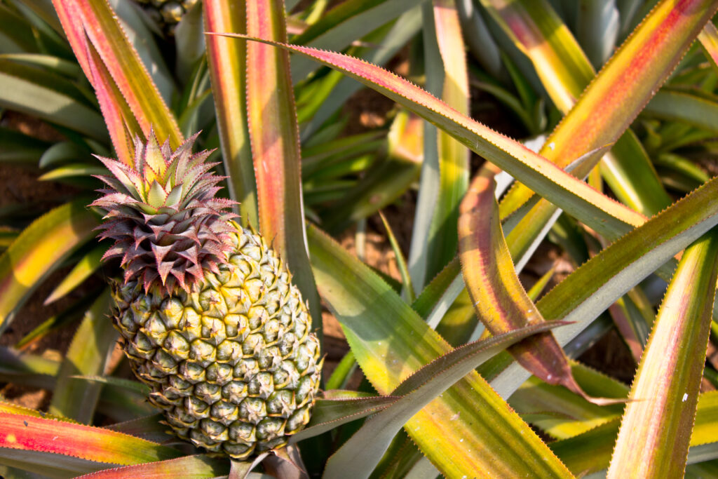 Pineapple Farming: A Comprehensive Guide for Beginners