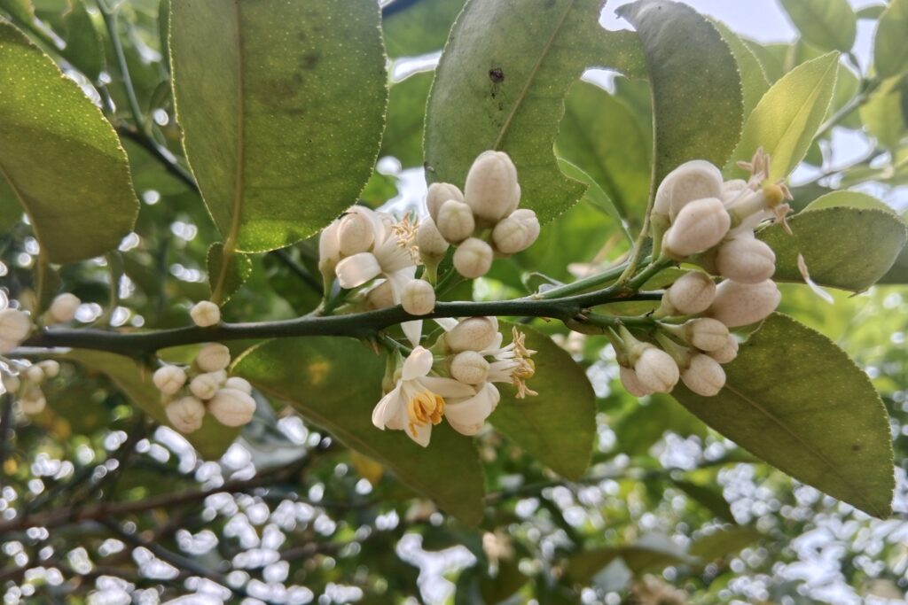 Flowering and Pollination: A Comprehensive Guide to Plant Reproductive Processes