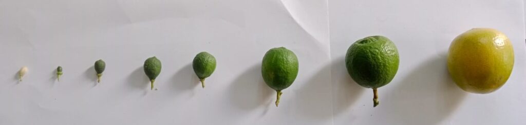 What are the stages of fruit growth and maturation?