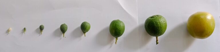 What are the stages of fruit growth and maturation?