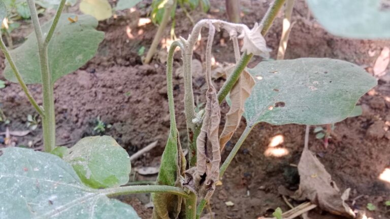 How to control wilt in brinjal? 6 Management Tips