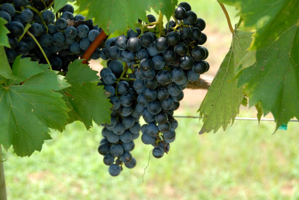 Grape Cultivation: A Complete Guide for Beginners.