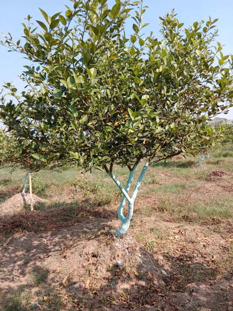 Developmental phases of fruit trees: From Seed to Old Age