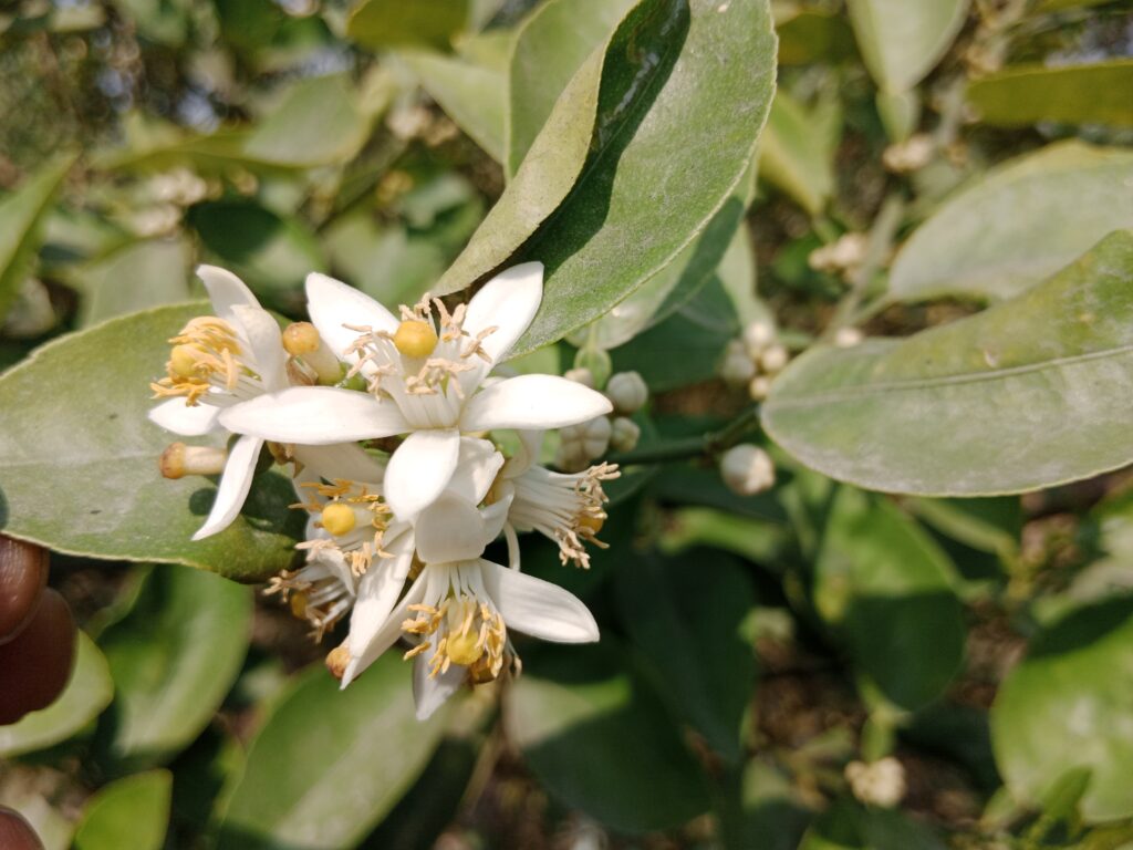 Flowering and Pollination: A Comprehensive Guide to Plant Reproductive Processes