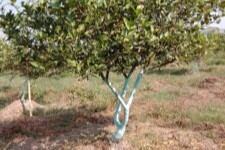 Developmental Phases of Fruit Trees.