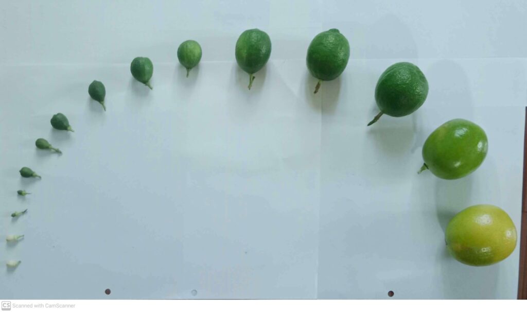 What are the stages of fruit growth and maturation?