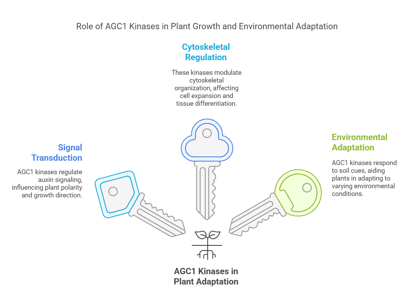 Developmental Adaptations for Plant Growth in Soil: Regulated by AGC1 Kinases