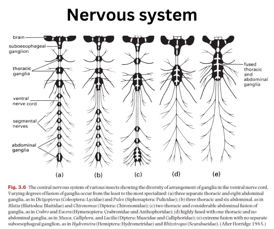 Internal Anatomy of an Insect: A Comprehensive Overview