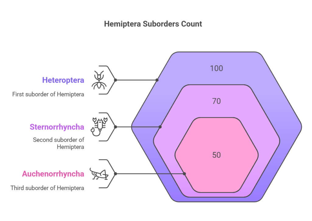 Eight Major Insect Orders: A Detailed Taxonomic Overview