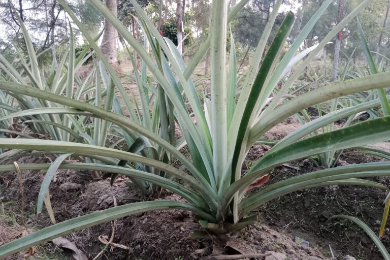 Best Fertilizers for Pineapple Cultivation