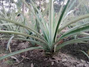Best Fertilizers for Pineapple Cultivation