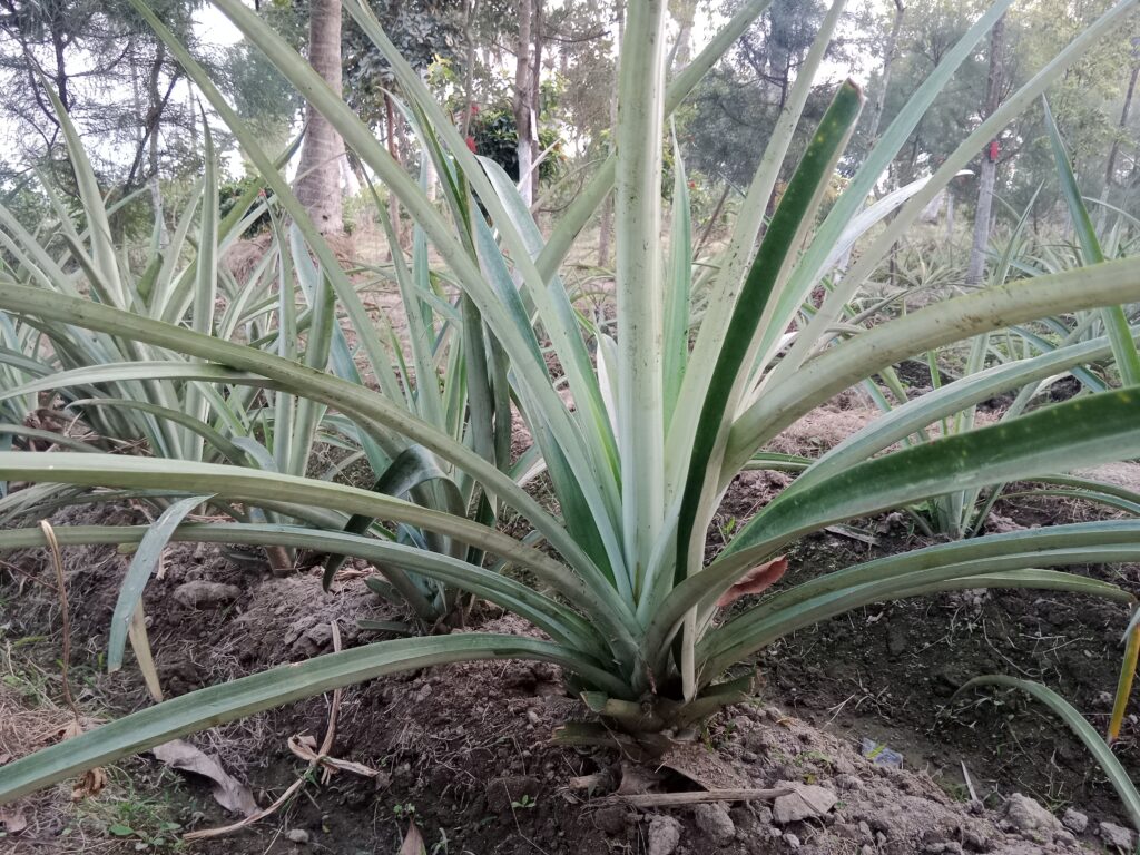 Best Fertilizers for Pineapple Cultivation