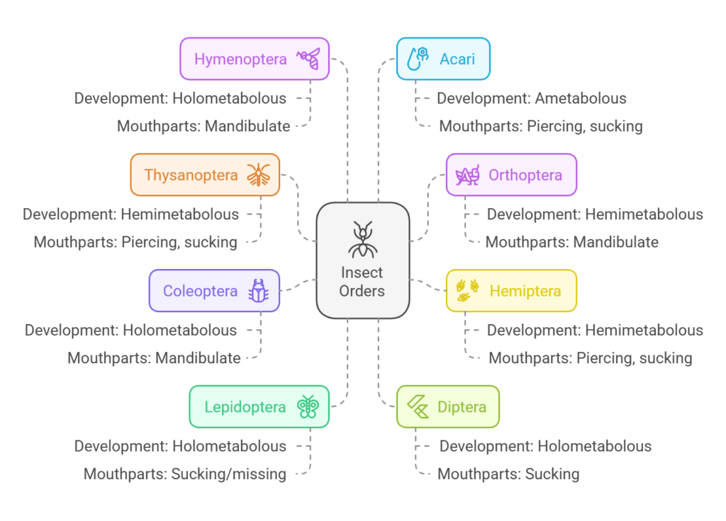 Eight Major Insect Orders: A Detailed Taxonomic Overview