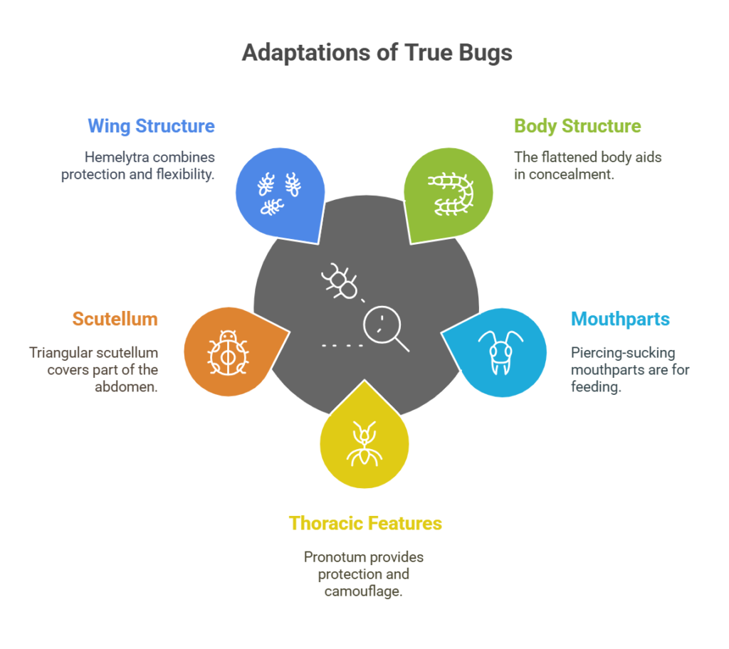 Phloem-Feeding Insects and Their Adaptations