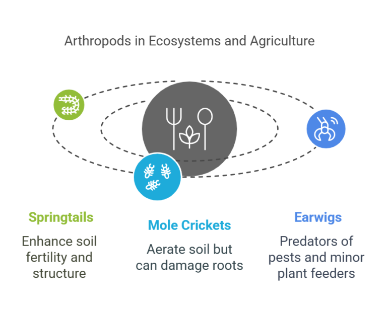 Springtails, Mole Crickets, and Earwigs: Ecological Roles and Agricultural Impacts