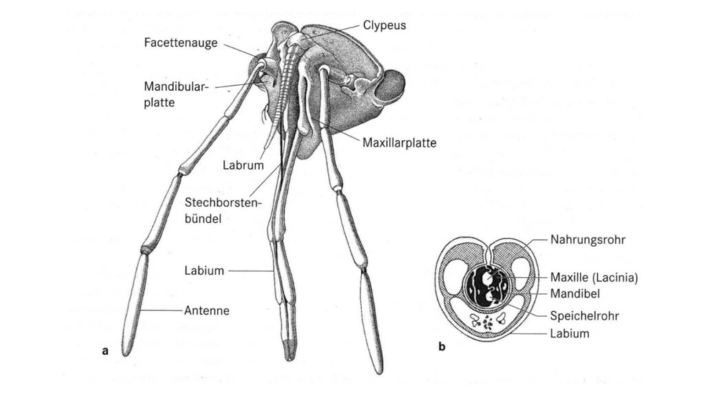 Piercing-Sucking Mouthparts: Structure, Mechanisms, and Adaptations