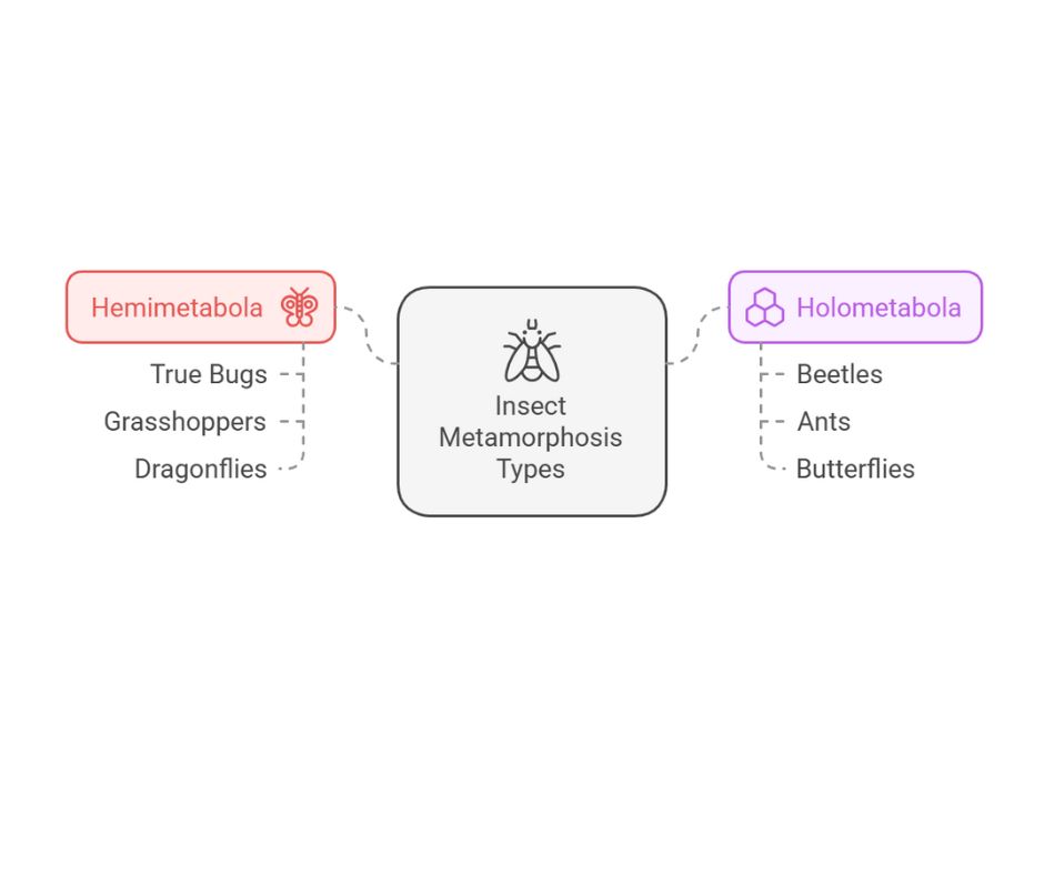 Insect Metamorphosis: Mechanisms, Types, and Ecological Implications