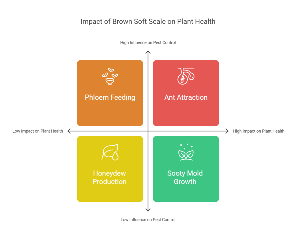 Understanding Brown Soft Scale: A Highly Effective Pest Guide