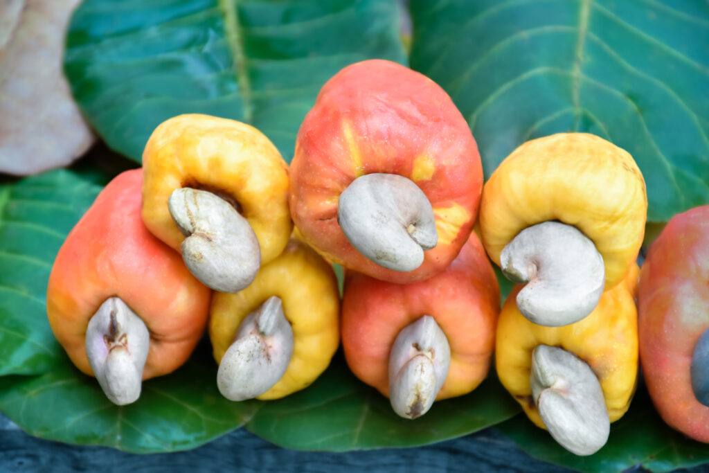 Cashew Farming Profit in Nepal