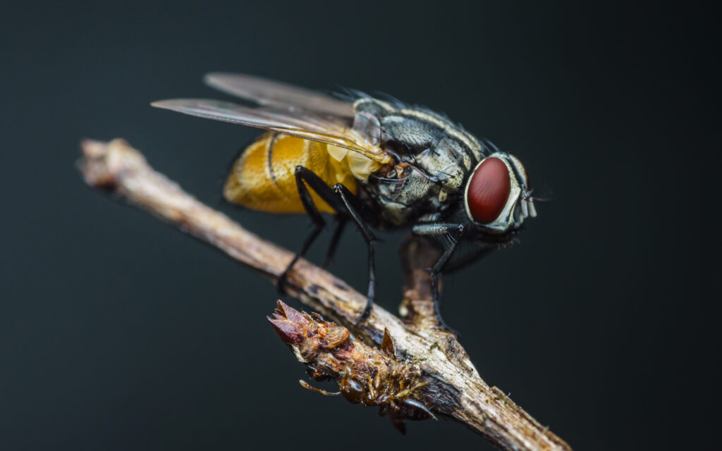 Identification and management of Diptera: Flies and Midges