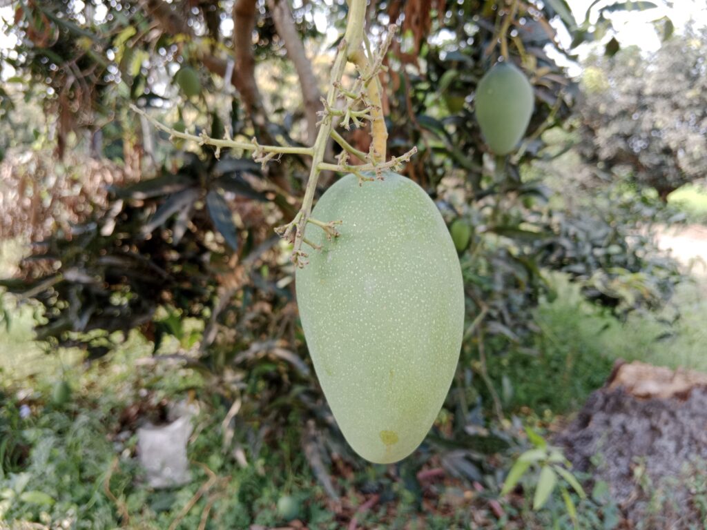 Mango Farming Profit per Hectare in Nepal